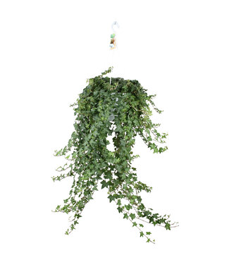 ME Hedera helix Pitsburg - hanging/XXL | each