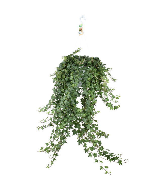 Hedera helix Pitsburg - hang/XXL | Per stuk