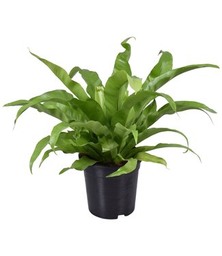 ME Asplenium Antiquum | Per 6 pieces