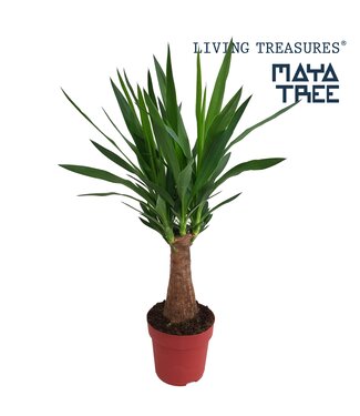 ME Yucca "Maya Tree" 30stam | Potmaat 19 | Per stuk