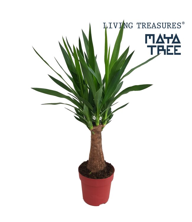 Yucca "Maya Tree" 30stem | Topfgröße 19 | Pro