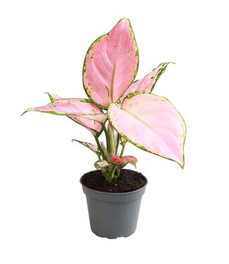 ME Aglaonema red Zircon | Per 12 pieces