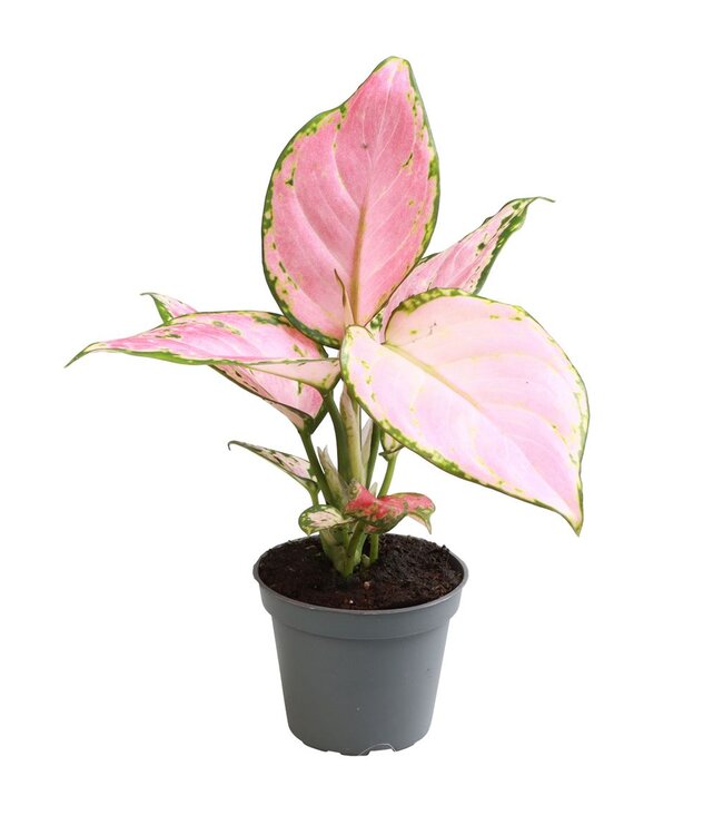 Aglaonema rood Zirkon | Per 12 stuks