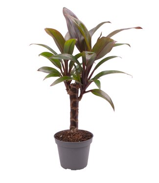 ME Cordyline Fruticosa lila Compacta | Pro 20 Stück