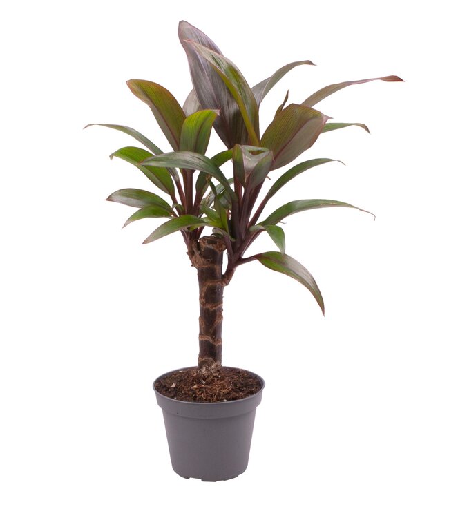 Cordyline Fruticosa lila Compacta | Pro 20 Stück