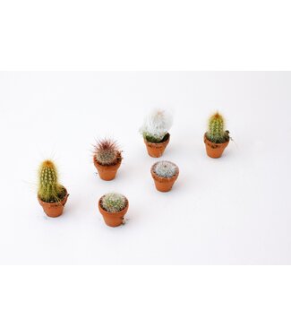 ME Cactus mix in stenen pot | Per 20 stuks