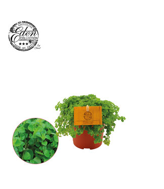 ME Pilea Depressa 10.5cm | Per 6 pieces