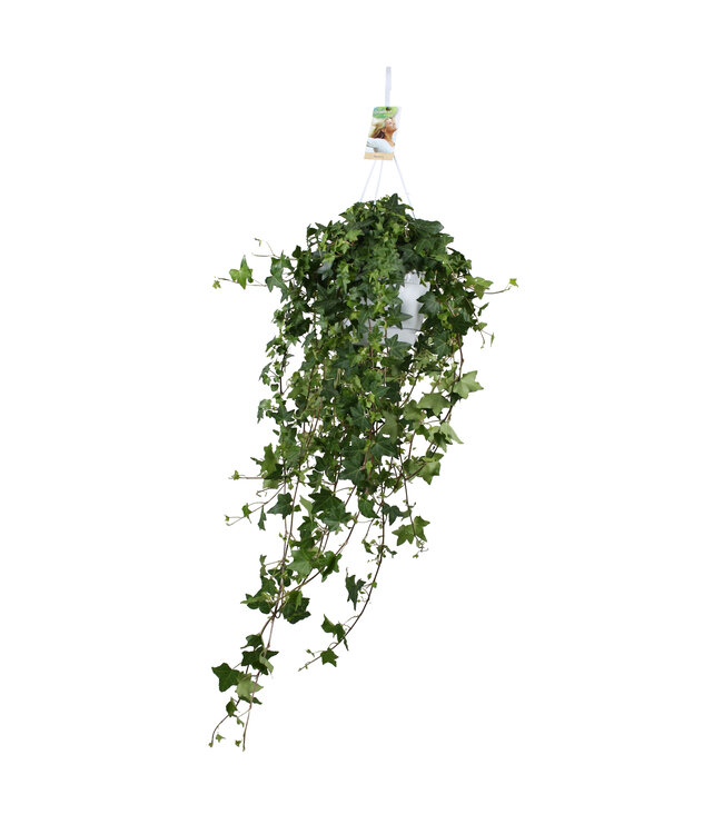 Hedera helix Pitsburg - hanging/XXL | each