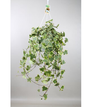 ME Hedera helix golden Child - hanging/XXL | Per piece