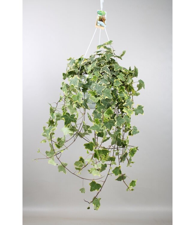 Hedera helix goldenes Kind - hängend/XXL | Pro Stück