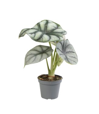 ME Alocasia silber Dragon | Pro 12 Stück