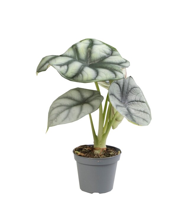 Alocasia silber Dragon | Pro 12 Stück