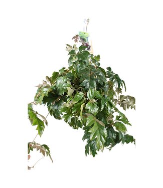 ME Cissus Ellen Danica hanging pot | Per 3 pieces