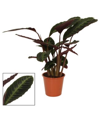 ME Calathea 19cm Warcewiczii | each