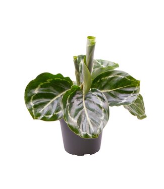 ME Calathea Roseopicta green | Per 12 pieces