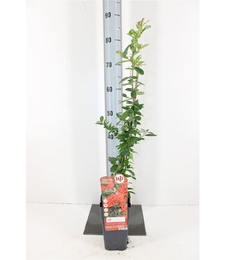 ME Pyracantha red Column | Pot size 15 | Each