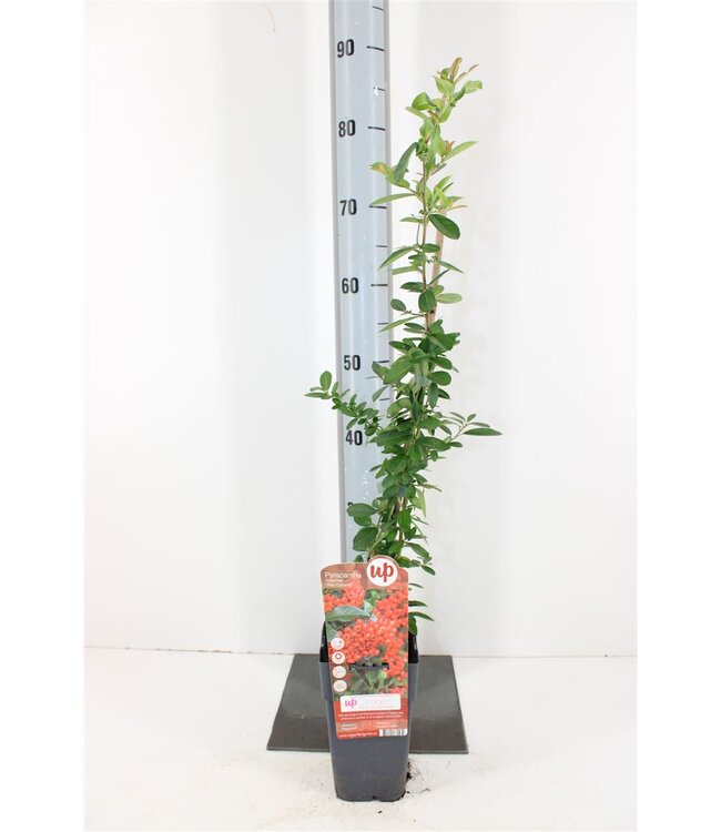 Pyracantha red Column | Pot size 15 | Each