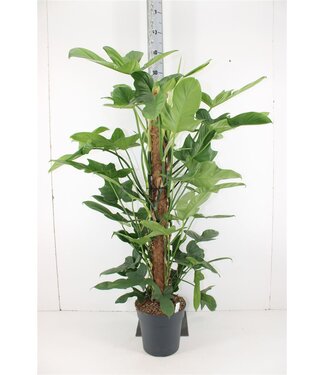 ME Philodendron Bippenifolium | Pot size 24 H120 | Per piece