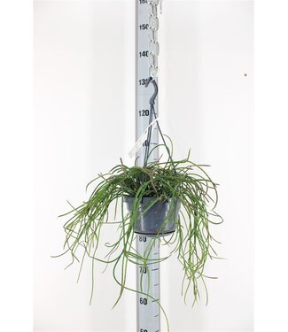 ME Rhipsalis Puniceodiscus Hang | Pot size 14 | Each