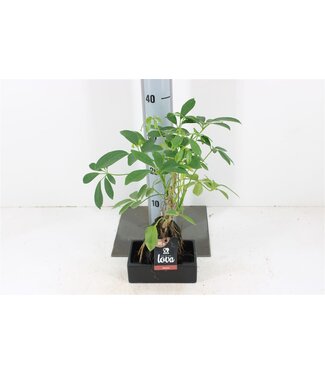 ME Lova Schefflera | Pot size 17 | Each