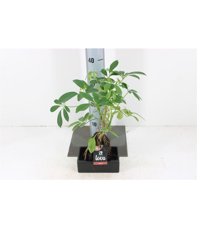 Lova Schefflera | Pot size 17 | Each