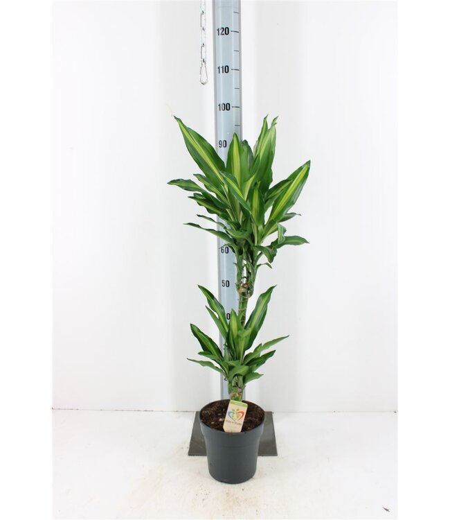 Dracena Frag Cintho | Topfgröße 19 | Pro