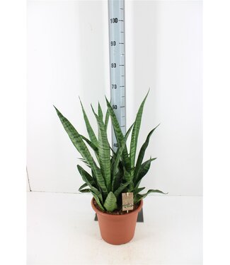 ME Sansevieria Cylindrica | Pot size 25 | Per piece