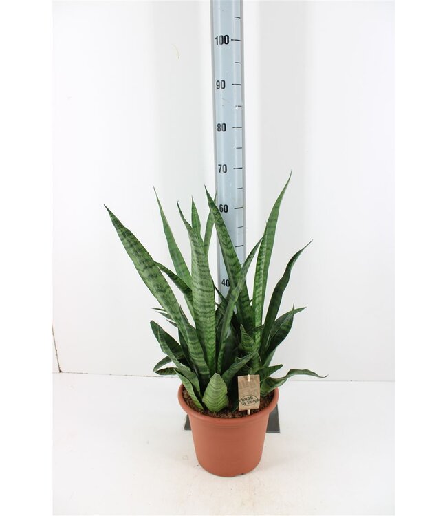 Sansevieria Cylindrica | Pot size 25 | Per piece