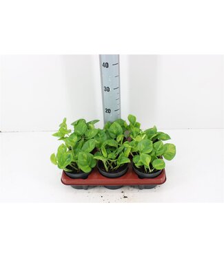 ME Epipremnum Global green | Pot size 12 | Per 6 pieces