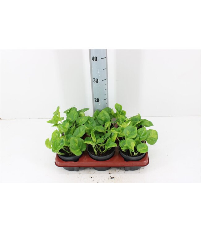 Epipremnum Global green | Pot size 12 | Per 6 pieces