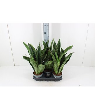 ME Sansevieria Aubrytniana Dragon | Pot size 14 | Per 5 pieces