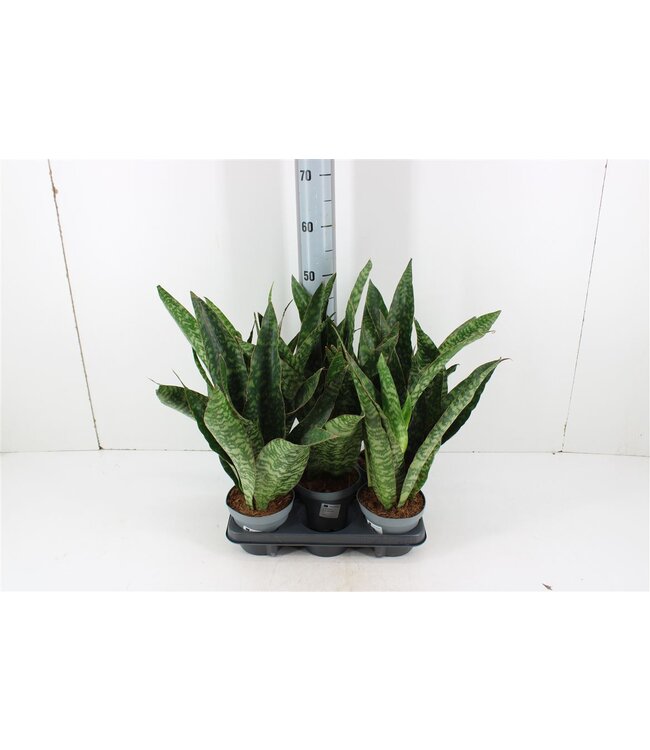 Sansevieria Aubrytniana Dragon | Pot size 14 | Per 5 pieces