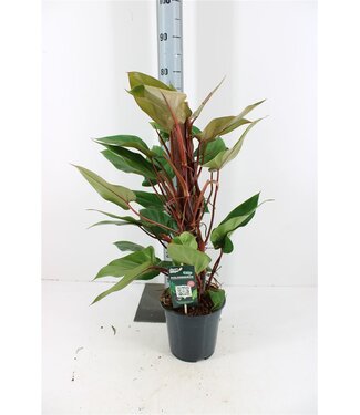 ME Philodendron red Emerald | Pot size 19 | Each