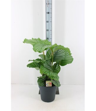 ME Calathea Orbifolia | Pot size 24 | Each