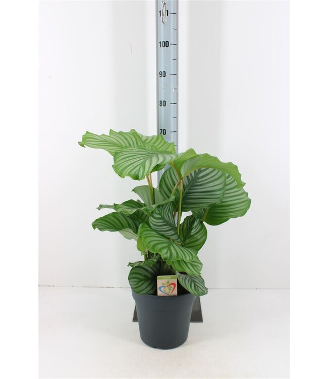 Calathea Orbifolia | Pot size 24 | Each