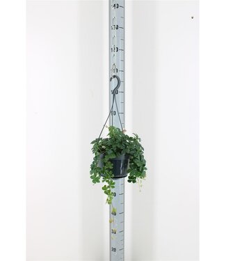 ME Parthenocissus Inser Striatha Hang | Pot size 15 | Each