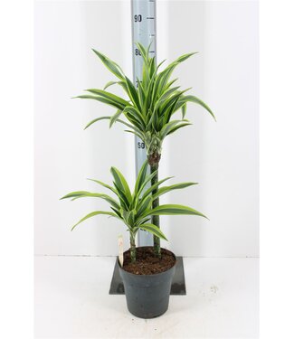 ME Dracaena De Lemon Lime | Pot size 19 | Each