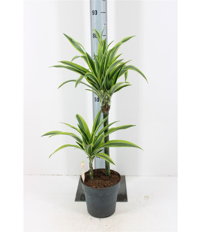 Dracaena De Lemon Lime | Topfgröße 19 | Pro