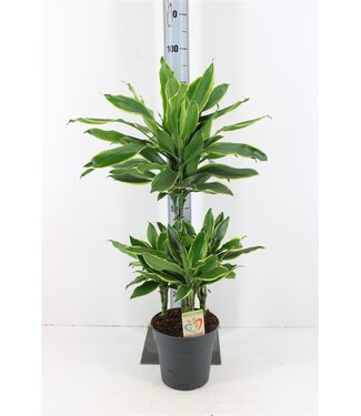 ME Dracaena golden Coast | Topfgröße 21 | Einzeln