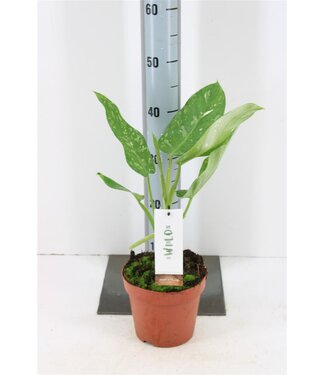 ME Philodendron Jose Buono | Pot size 14 | Each