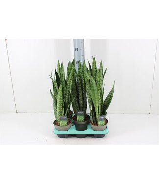 ME Sansevieria Spearmint | Topfgröße 14 | Pro 5 Stück