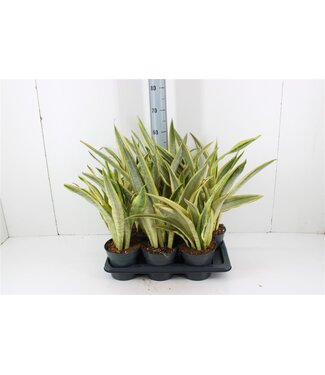 ME Sansevieria Aubrytniana Lauren | Topfgröße 17 | Pro 6 Stück