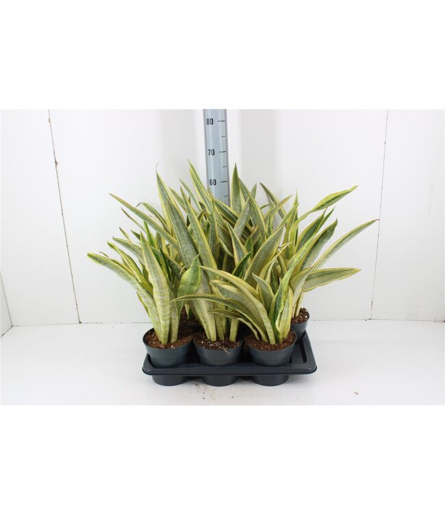 Sansevieria Aubrytniana Lauren | Topfgröße 17 | Pro 6 Stück