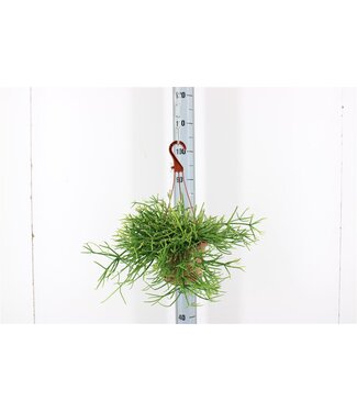 ME Rhipsalis Pulchra | Topfgröße 17 | Pro Stück