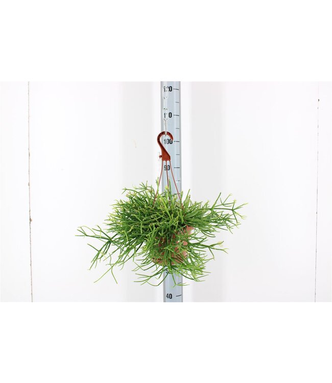 Rhipsalis Pulchra | Topfgröße 17 | Pro Stück