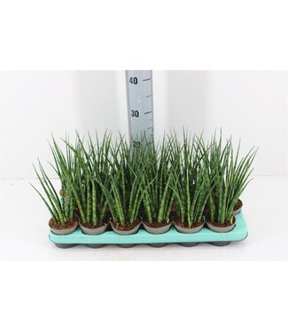 ME Sansevieria Fernwood Mikado | Topfgröße 9 | Pro 18 Stück