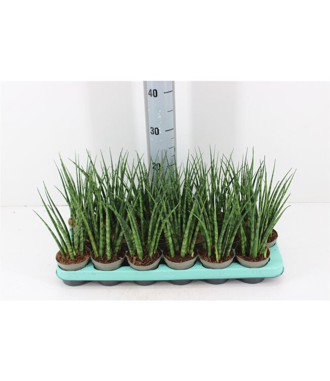 Sansevieria Fernwood Mikado | Topfgröße 9 | Pro 18 Stück