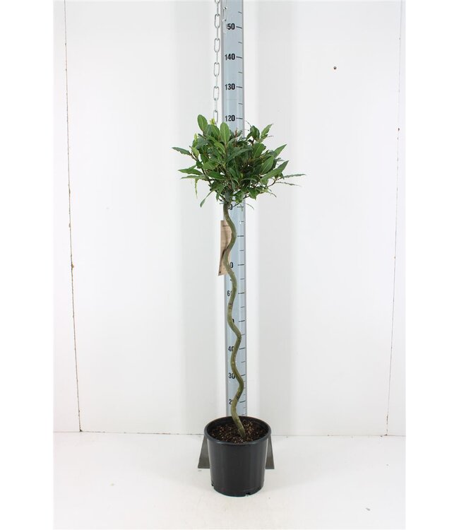 Laurus nobilis Spiralstängel P20 | Pro Stück