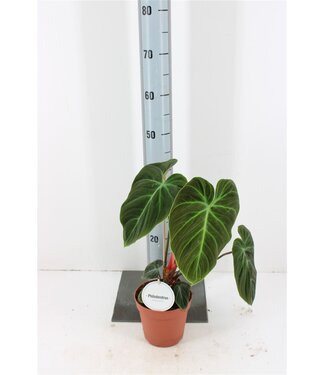 ME Philodendron El Choco rot | Topfgröße 15 | pro Stück