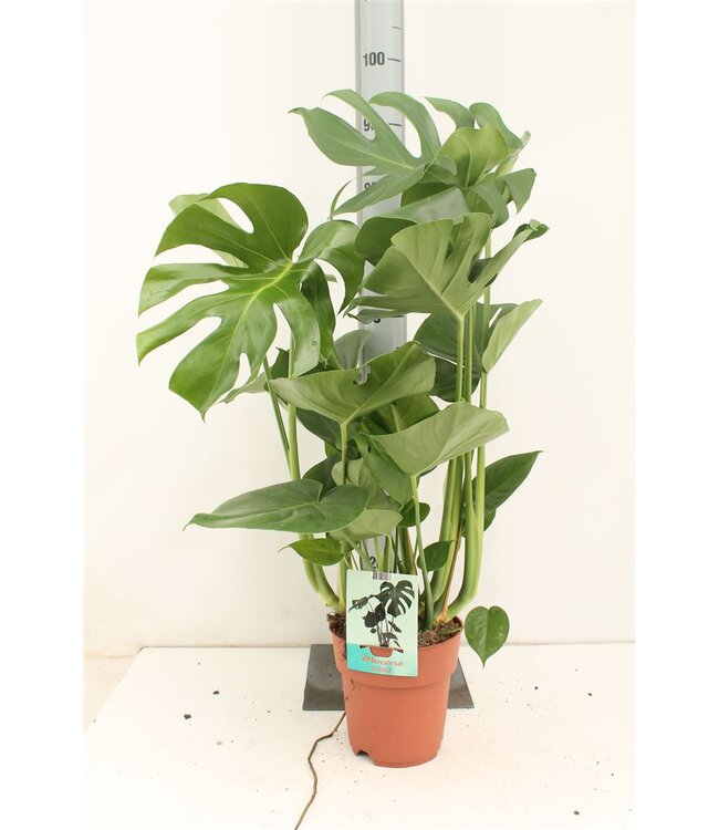 Monstera Deliciosa | Topfgröße 19 | Pro 3 Stück